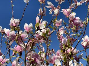 Photo 22- click for photo gallery